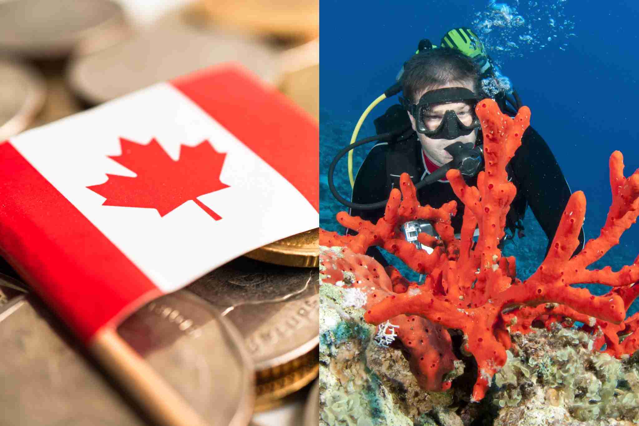 加拿大、硬币与珊瑚价格:收藏品与经济趋势的深度解析